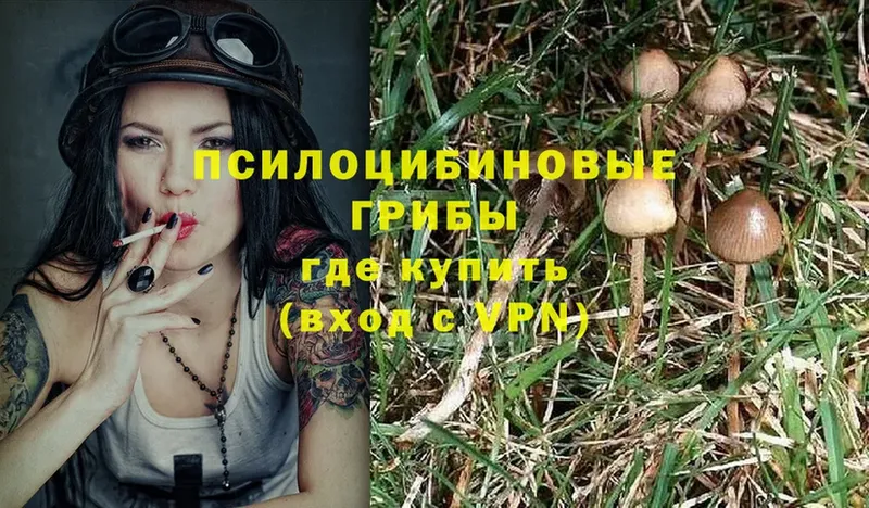 Псилоцибиновые грибы Psilocybe  где купить наркотик  Дедовск 